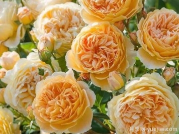 大花香水月季的养护方法，分享10种花香飘满屋