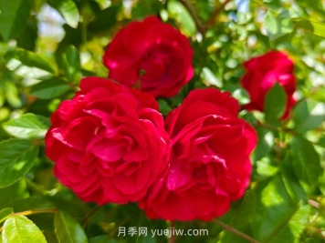月季红木香爆花机器，花艳丽花量大花期长