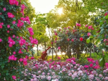 上海前滩休闲公园，月季花海盛景等你赏