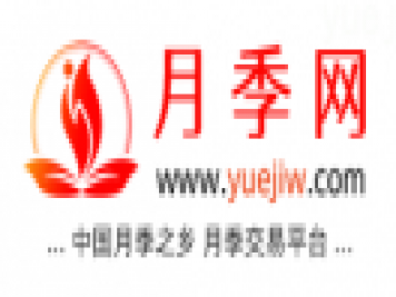 中国上海龙凤419，月季品种介绍和养护知识分享专业网站